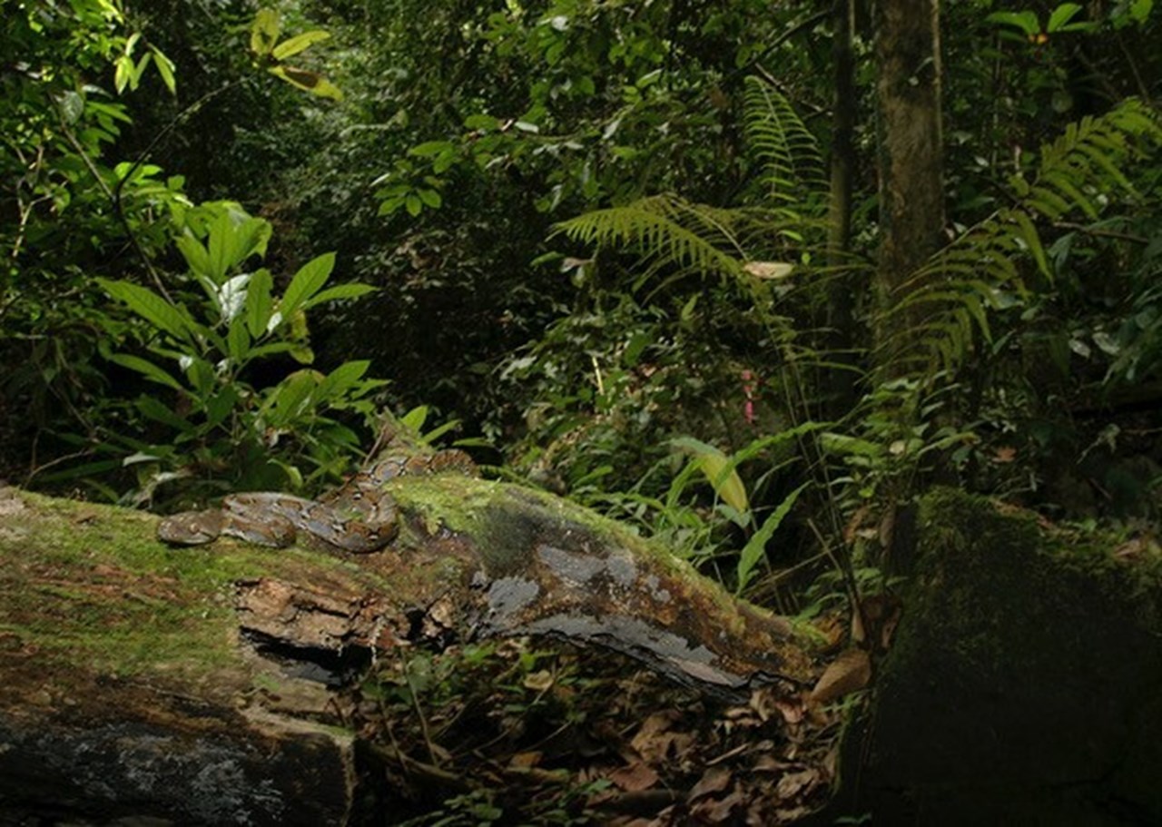 Bild på lummig regnskog