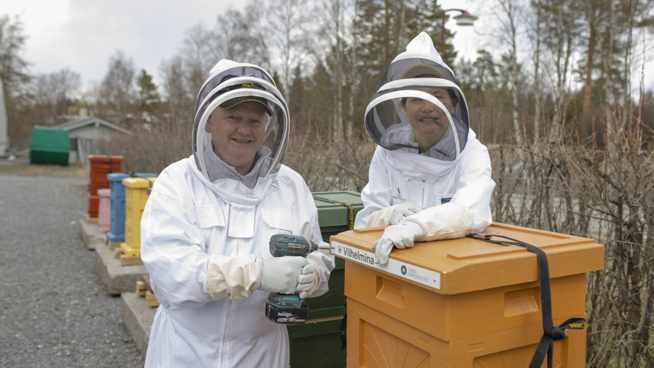 Rektor Hans Adolfsson och Natuschka Lee skruvar upp namnskyltar på universitets nya bikupor