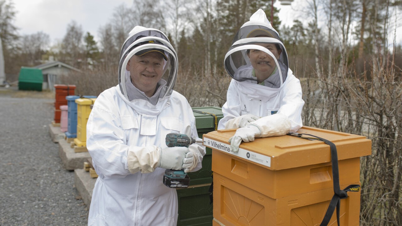 Rektor Hans Adolfsson och Natuschka Lee skruvar upp namnskyltar på universitets nya bikupor