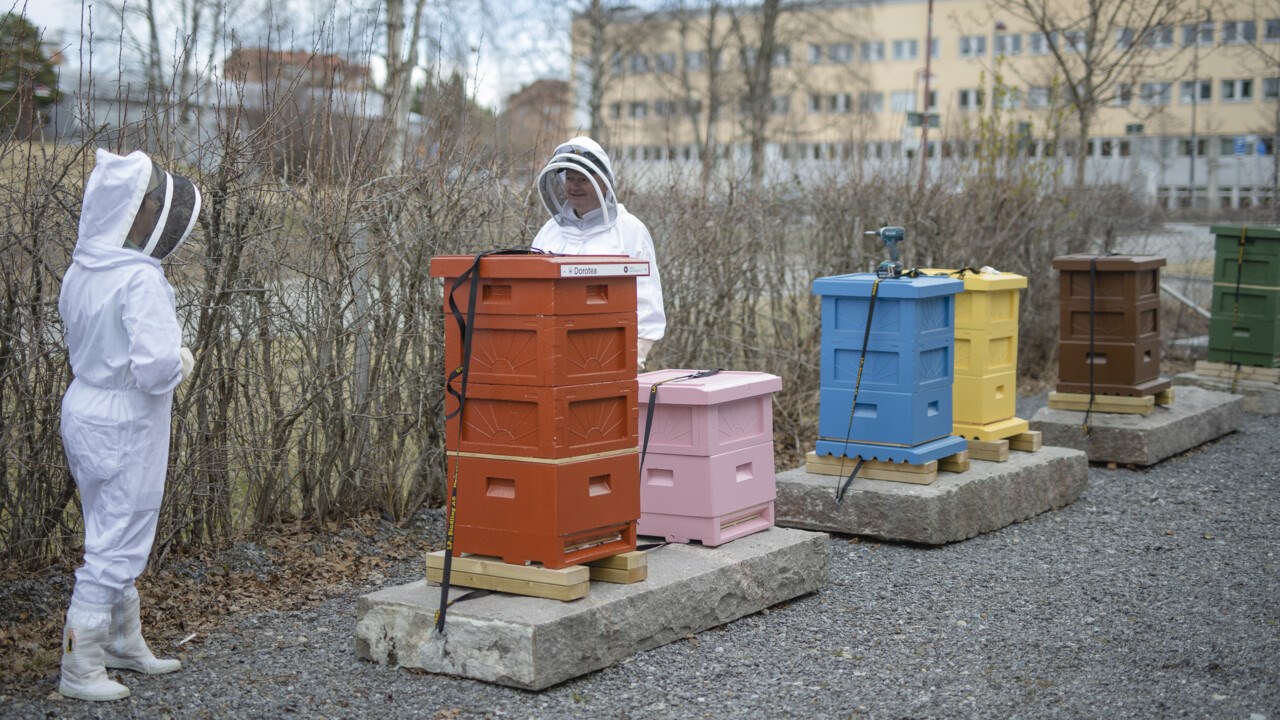 Rektor Hans Adolfsson och Natuschka Lee skruvar upp namnskyltar på universitets nya bikupor