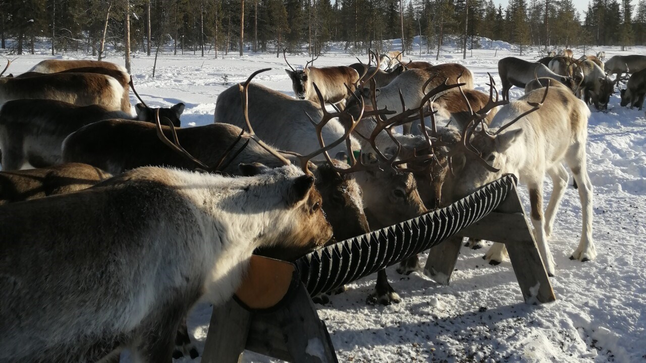 Renar under stödutfodring