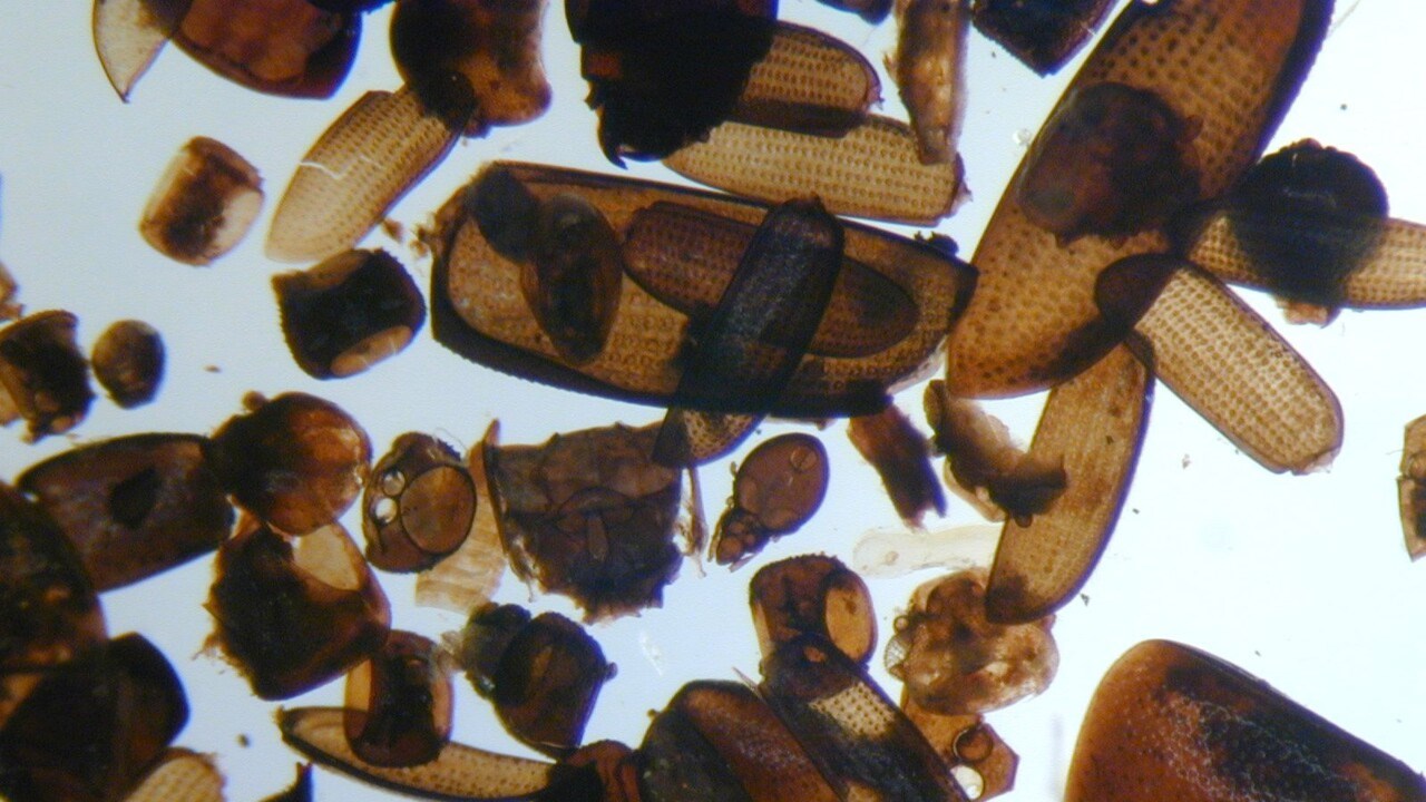 Close-up of insect remains
