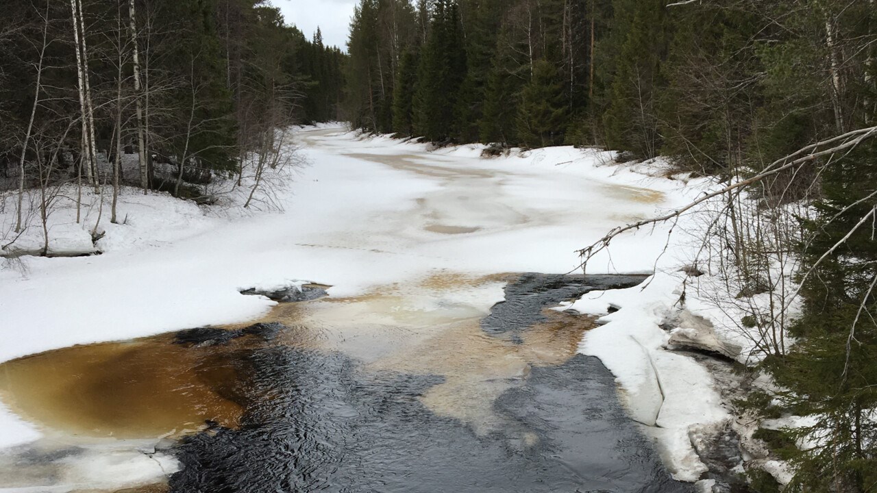 Sävarån, islossning