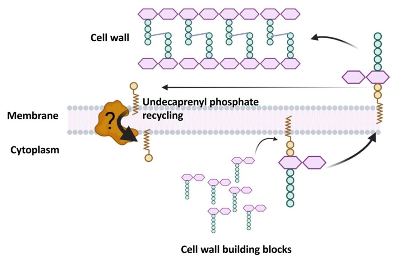 Schematisk bild på membrantransport