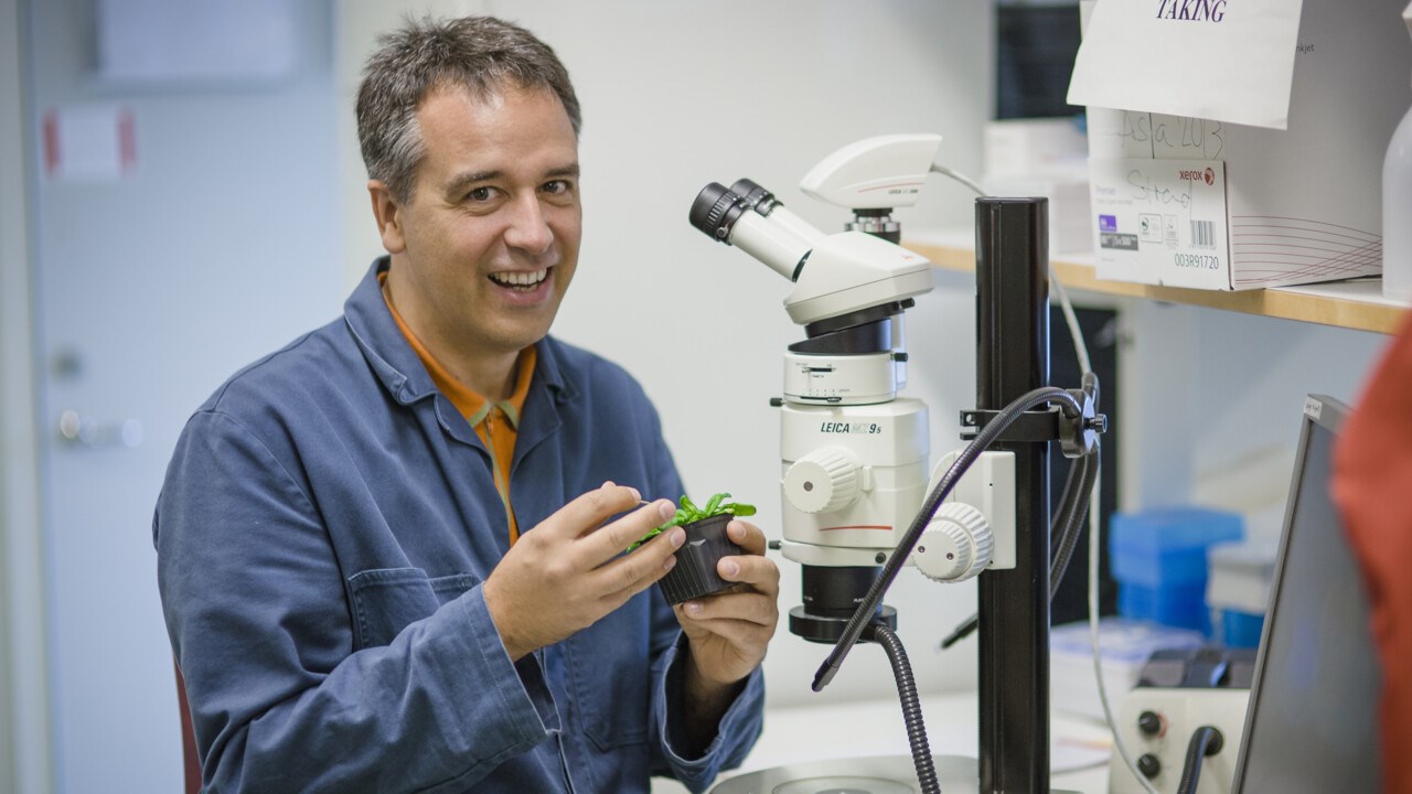 Bild på Markus Schmid, professor vid Institutionen för fysiologisk botanik i lab, Umeå universitet.