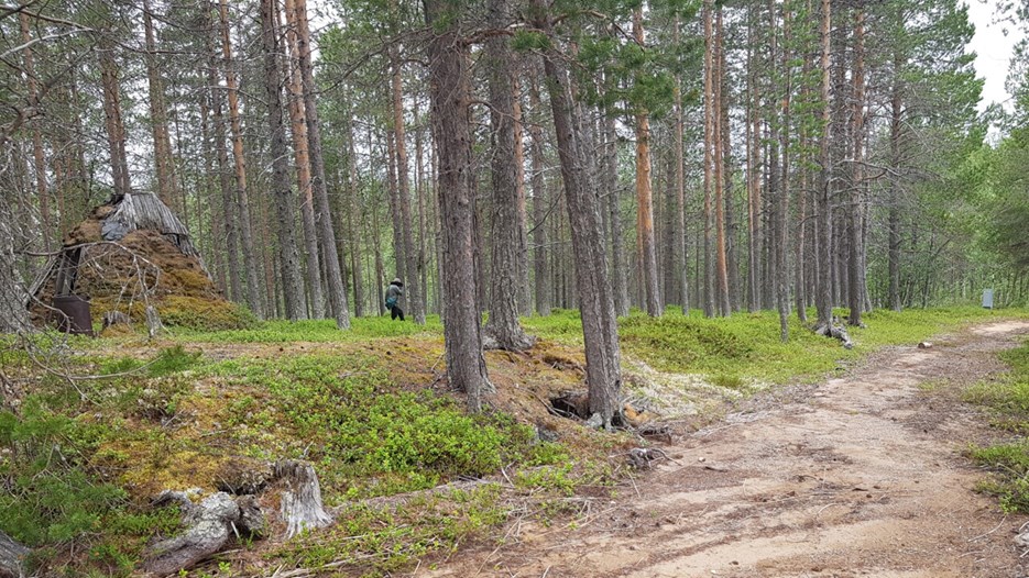 Skogsvy över bosättning L1994:1951