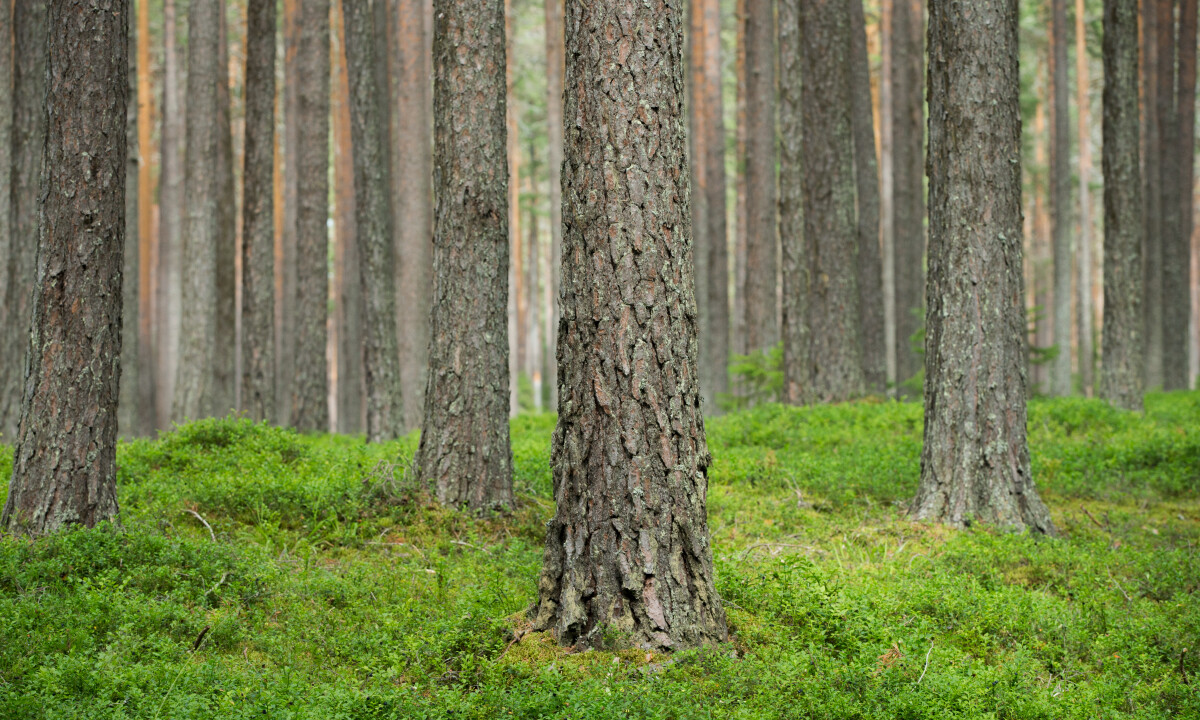 Bild på trädstammar i en skog
