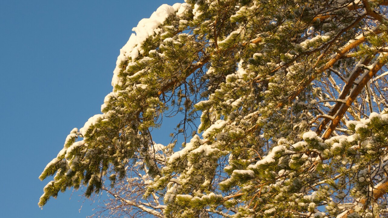 Snow covered twigs of a pine tree in front of the blue sky