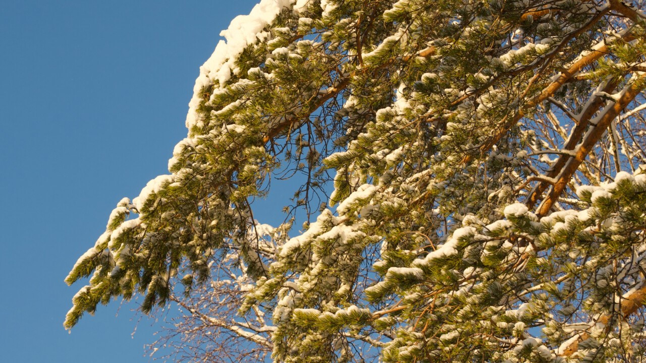 Snötäckta kvistar av en tall framför den blå himlen