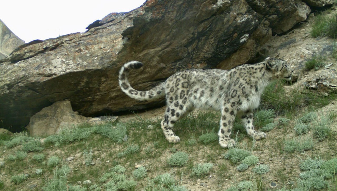 Bild på snöleopard