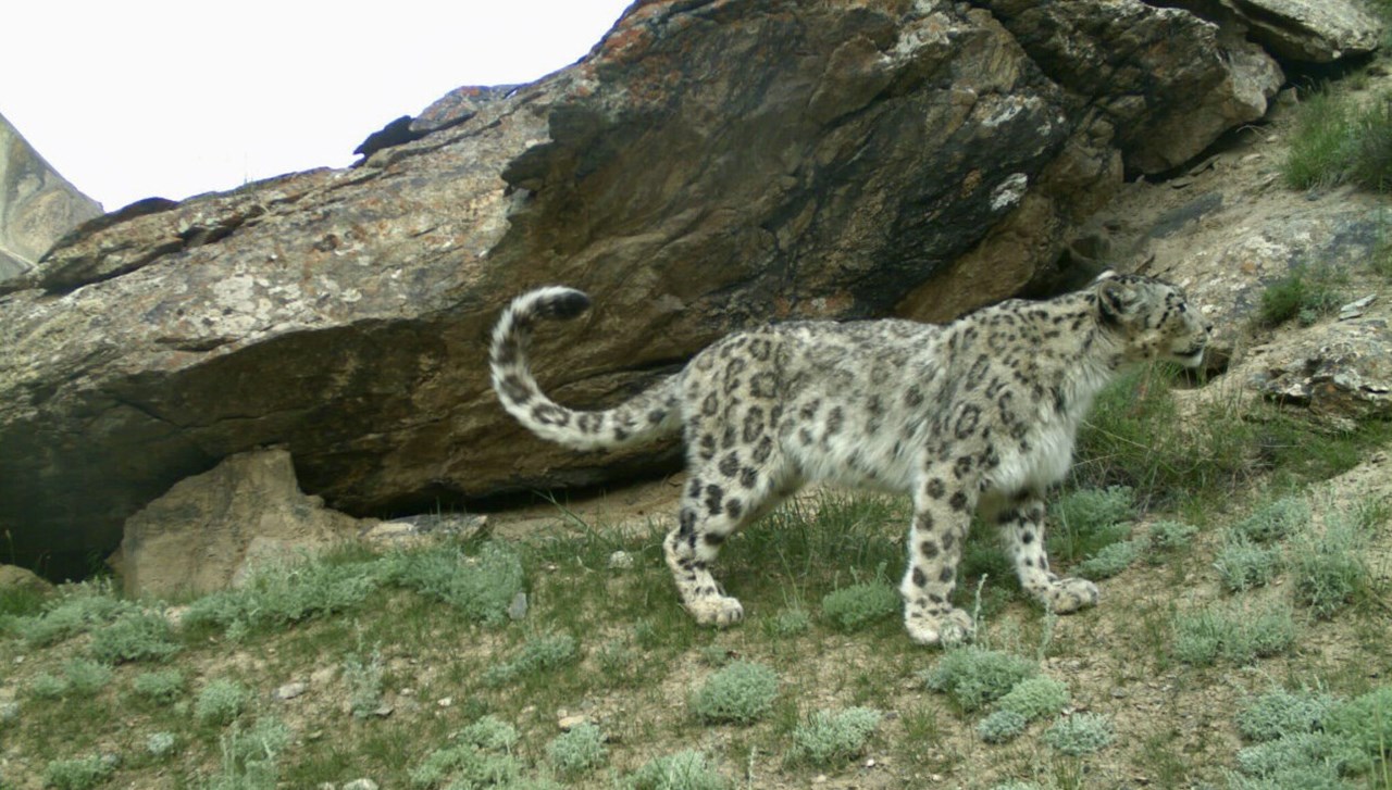 Bild på snöleopard
