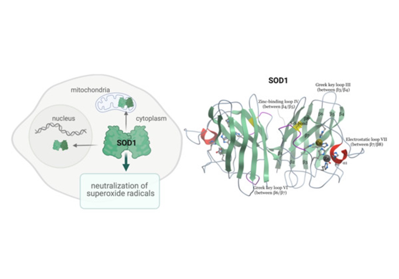 SOD1 proteinets normala struktur och funktion