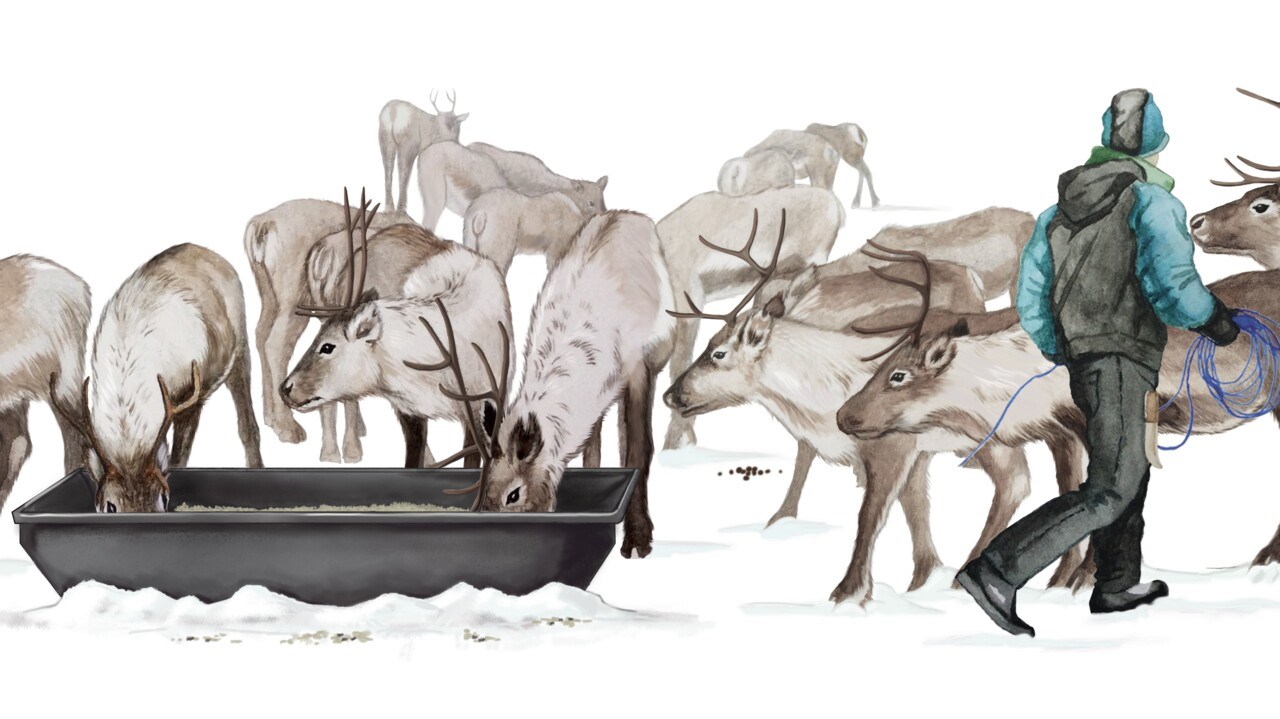 Illustration av renar som stödutfodras