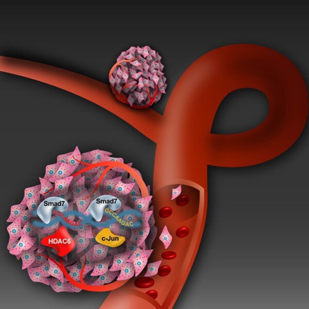 TGF-B-signalkedjan vid spridning av cancerceller