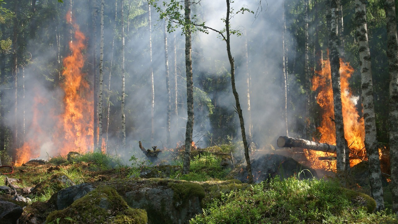 Stubbe som brinner i skog. Skogsbrand.