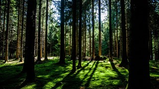 Skog