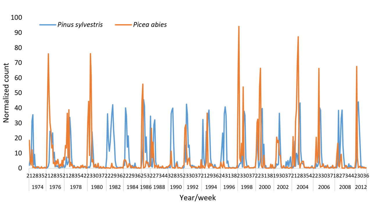 Relative abundance of pine and spruce in the air across 40 years in Kiruna