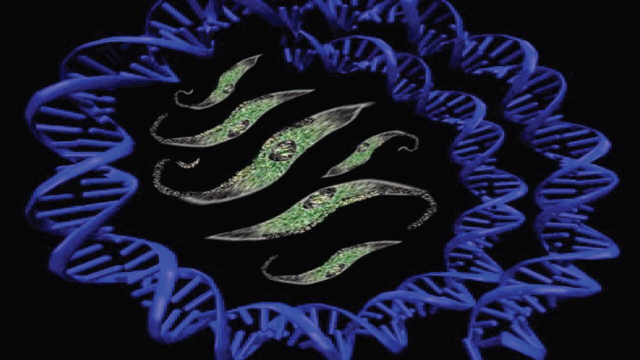Trypanosome constellation