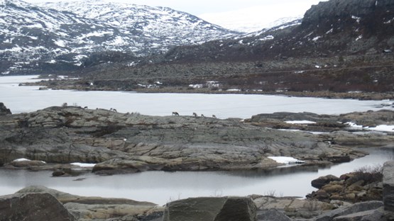 Reindeer on the cliff below the Suorvvá dam