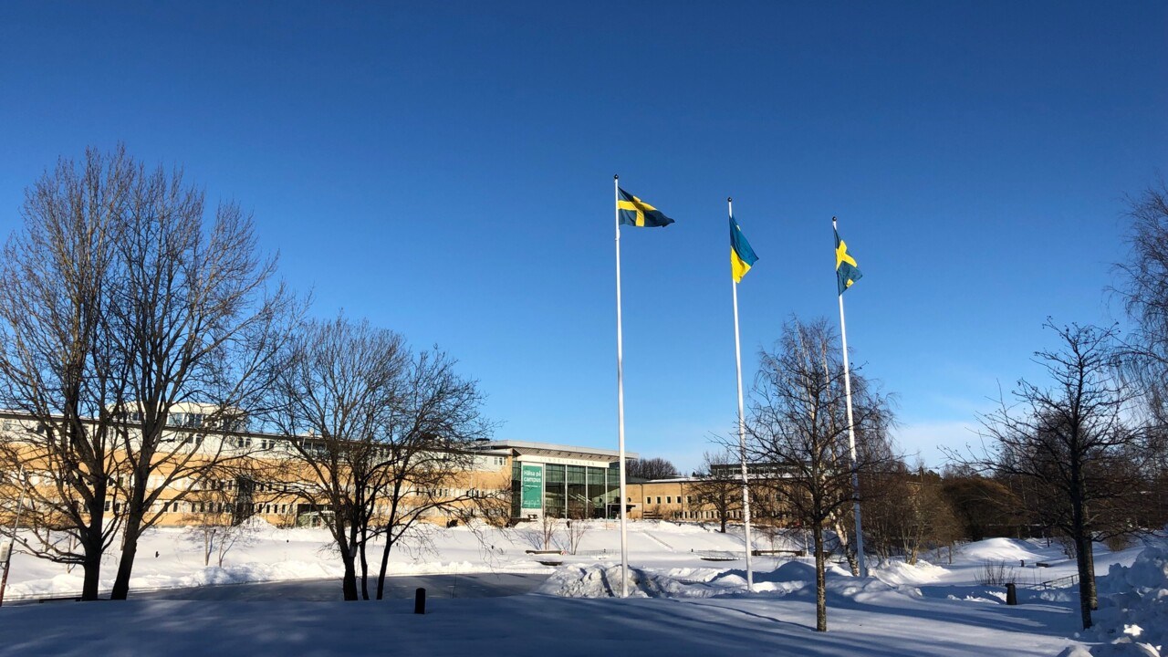 Ukrainsk och svensk flagga hissad på Campus Umeå.