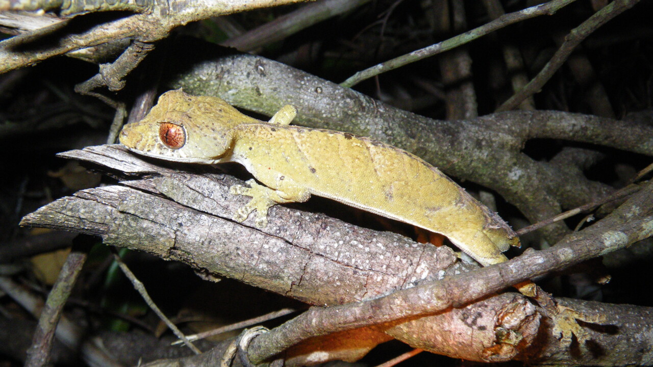 En reptil på Madagaskar