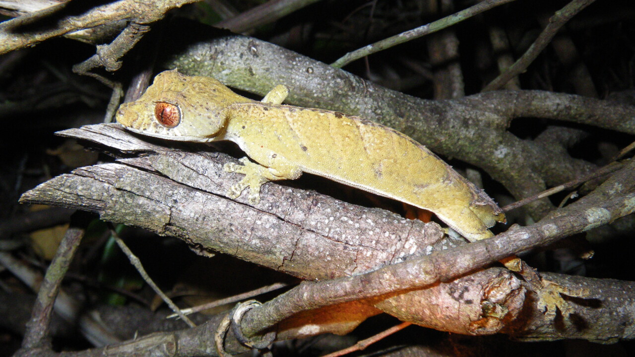 En reptil på Madagaskar