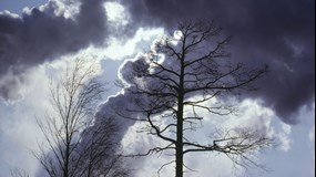 Bild på träd och rök från utsläpp.