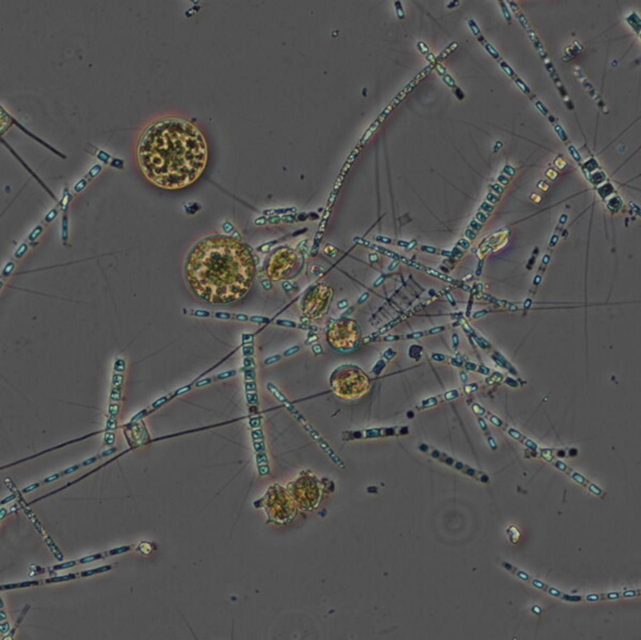 Vårblomning av växtplankton i Bottenhavet