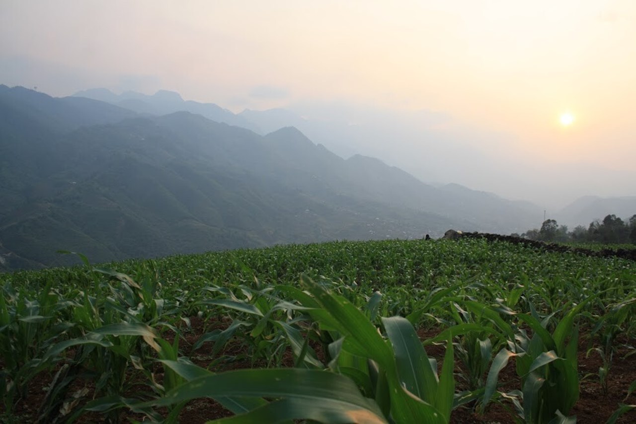 Landskap i Vietnam med berg i bakgrunden och stor grön växtyta i förgrunden