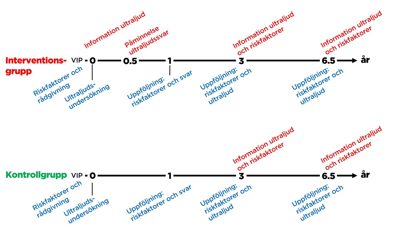 Graf över tidsaxel inom VIPVIZA:s forskningsprojekt