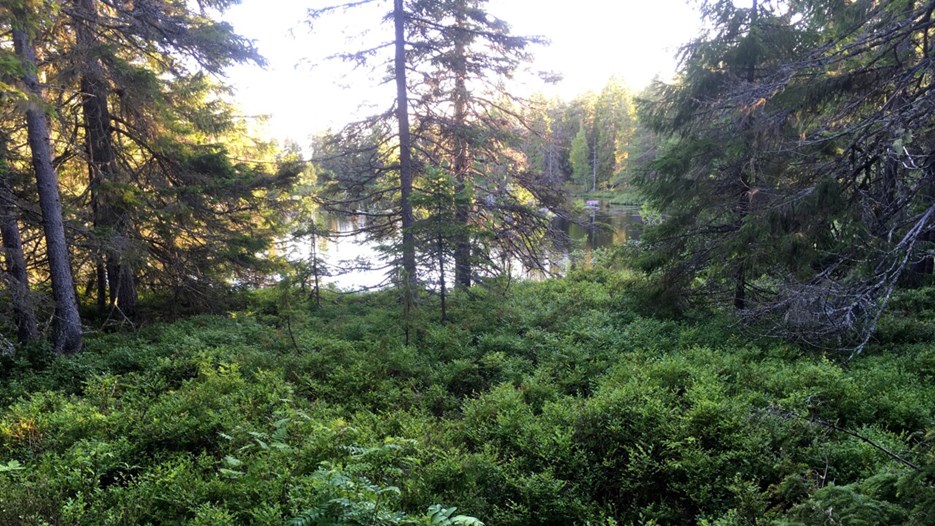 Coniferous forest around a lake