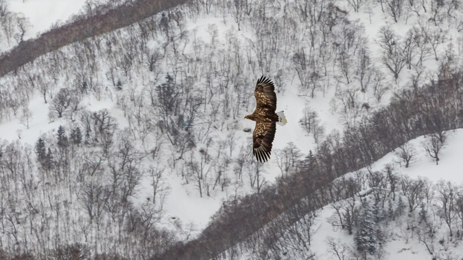 Eagle flies over winter landscape