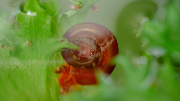 water snail