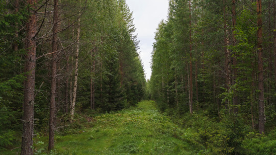 skogsbilder