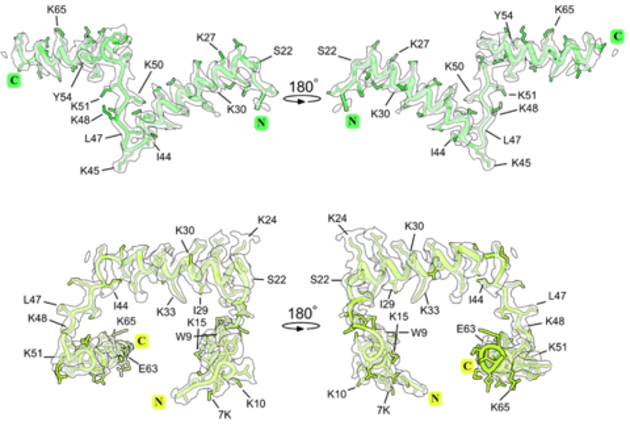 The molecular structures and locations of proteins msL1 and msL2 in the structure of microsporidian ribosomes from V. necatrix and E. cuniculi, respectively. The cryo-EM maps and atomic models showing the structure of ribosomal protein msL1 in the ribosome from microsporidian parasites V. necatrix (first row), and protein msL2 in the ribosome from microsporidian parasites E. cuniculi (second row).