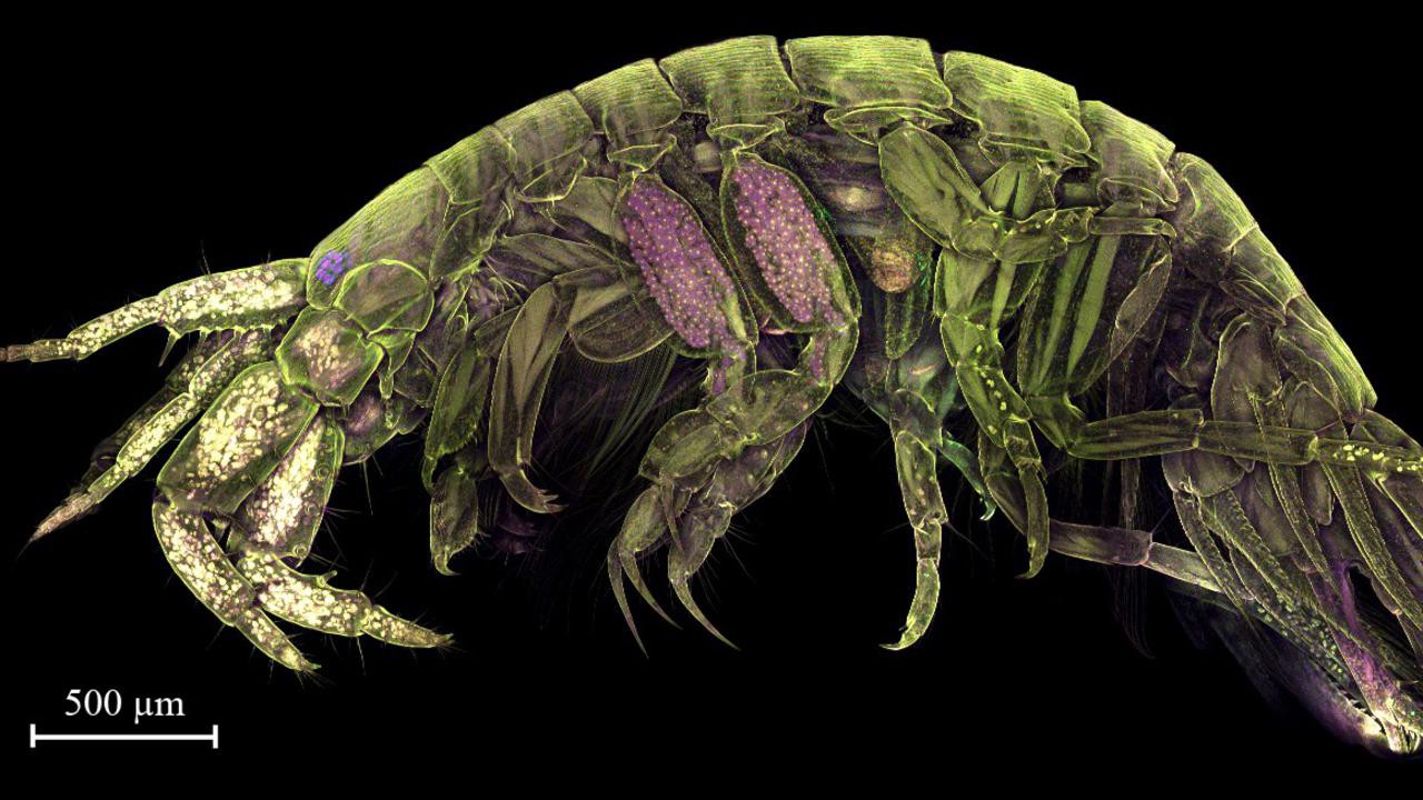 Confocal micrograph of secretory legs of Crassicorophium bonellii stained with carmine involved in spinning the amphipod silk