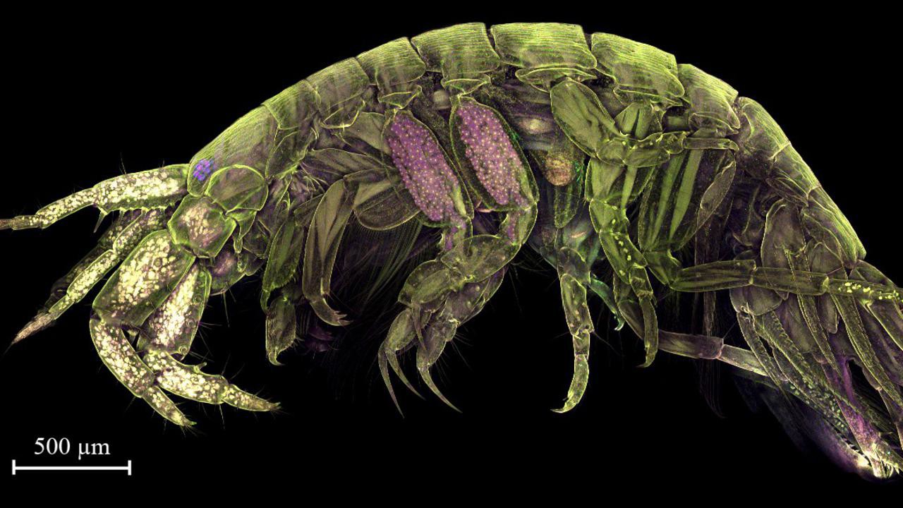 Confocal micrograph of secretory legs of Crassicorophium bonellii stained with carmine involved in spinning the amphipod silk