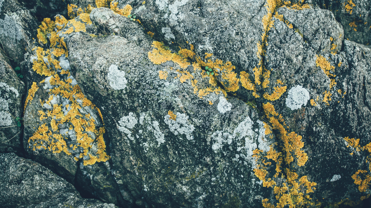 Scandinavian Natural Pattern