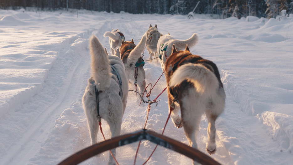 En bild tagen från förarens plats i hundspann. Hundar ses bakifrån då de drar släden i ett vinterlandskap, längs ett skogsbryn i solnedgång