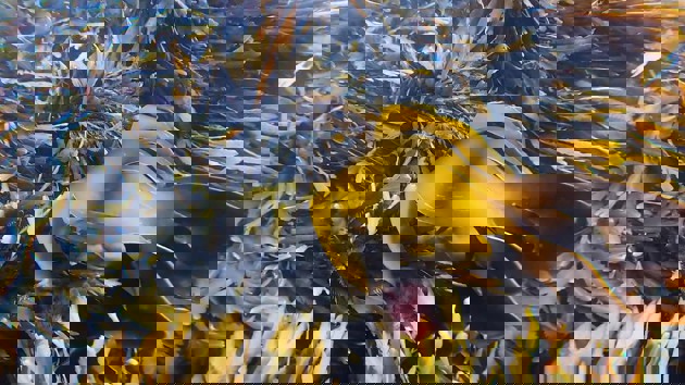 Video: 