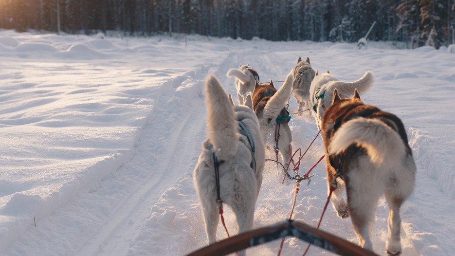 A picture taken from the driver's seat in a dog team. Dogs are seen from behind as they pull the sled in a winter landscape, along a forest edge at sunset.