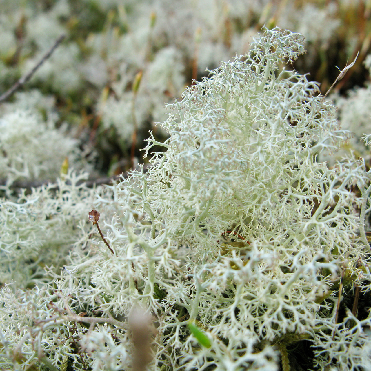 Lichen.