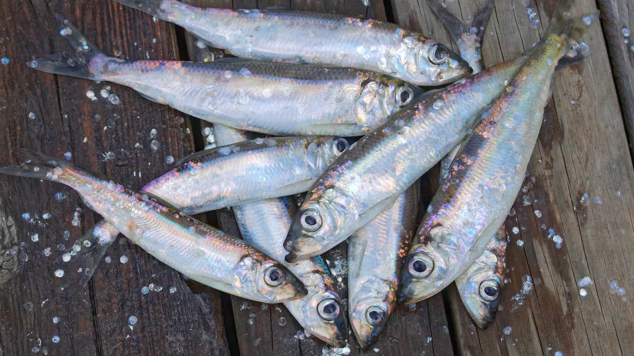 Strömming