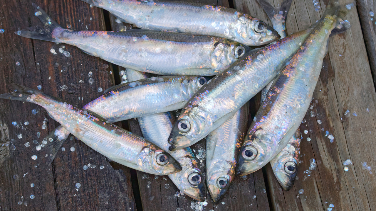 Strömming