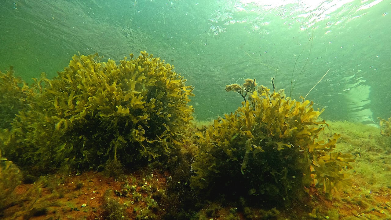 Smaltångsruskor växande på en solbelyst sten. Bilden är tagen vid Höga kusten under en inventering av undervattensvegetation.