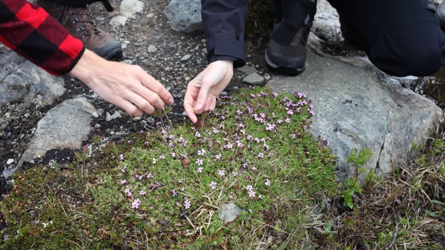 Two persons pointing at flowers on forest ground.