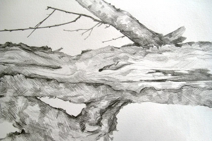 Teckning natur