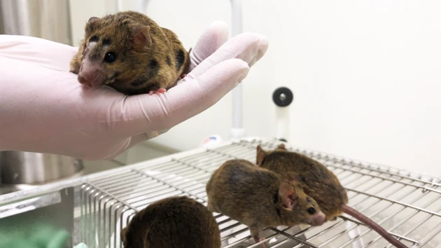 A hand with a mouse and several mice on a cage.