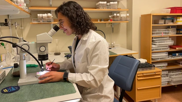 Photo of Inés Hernández Crego sitting in the lab at a desk looking through the microscope.
