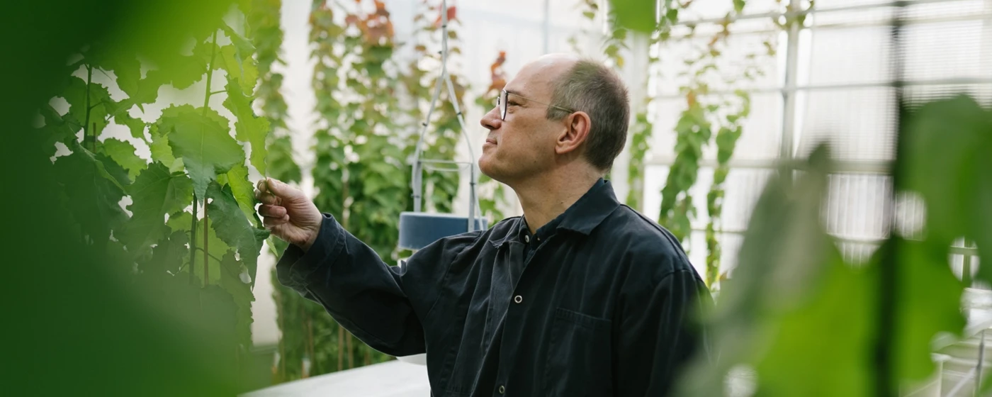 En kvinna i labbrock tittar genom ett mikroskop.